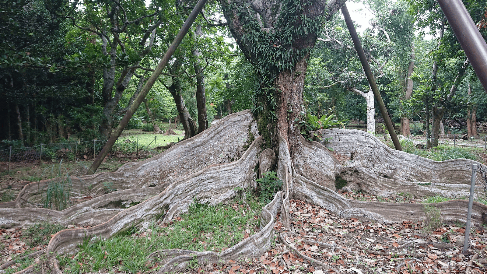 圖片來源：維基百科