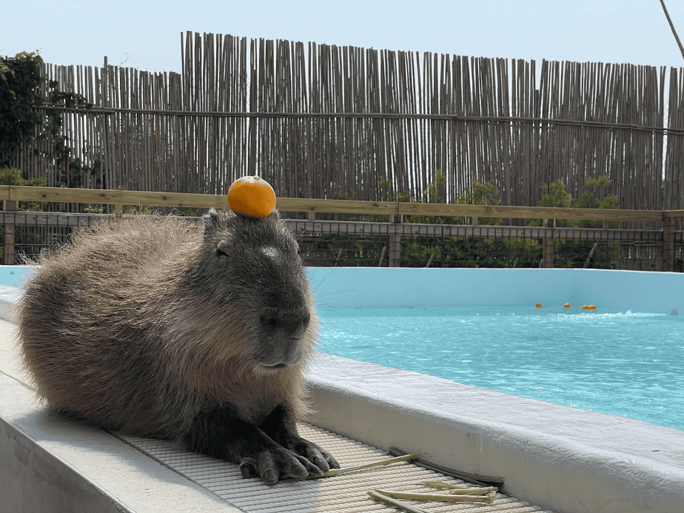 圖片來源：Paradise of Capybara