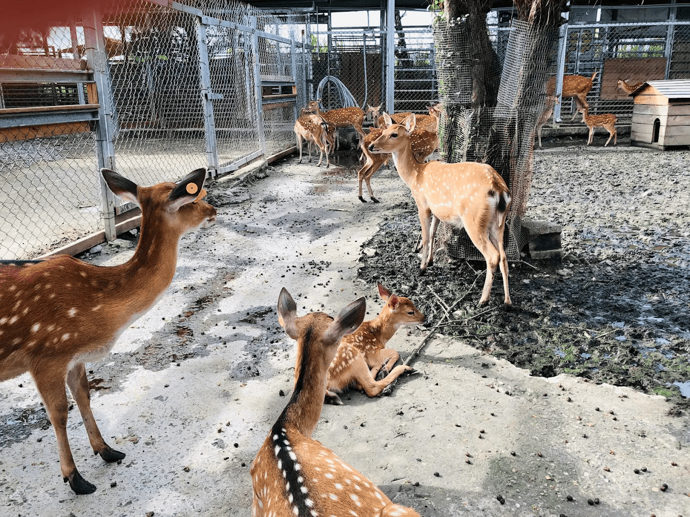 圖片來源： Paradise of Deer