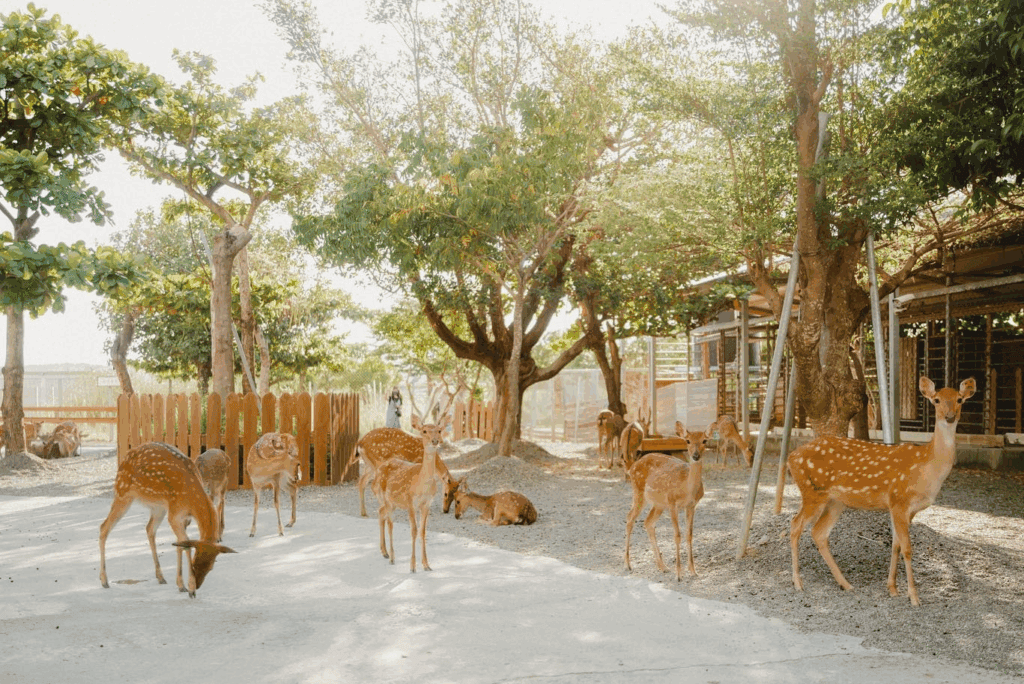 圖片來源：鹿境 Paradise Of Deer