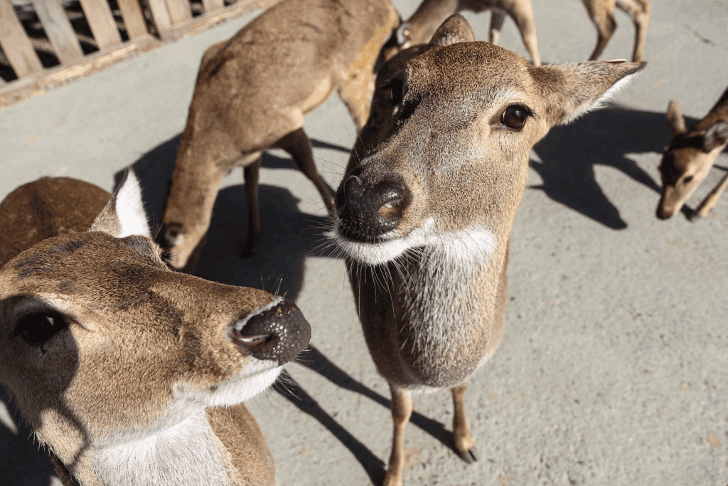 圖片來源：鹿境 Paradise Of Deer