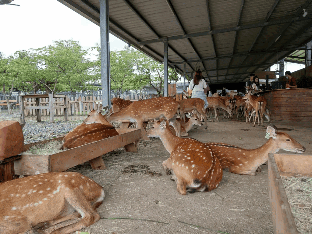 圖片來源：鹿境 Paradise Of Deer