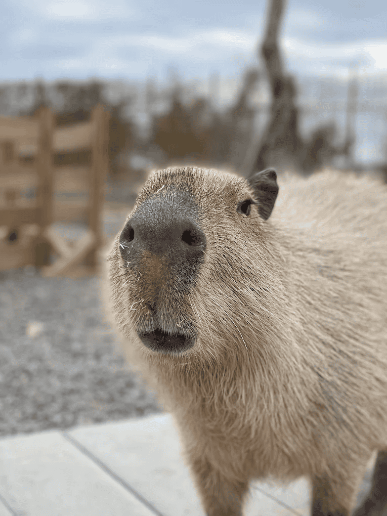 圖片來源：鹿ㄦ島Paradise of capybara | Pingtung
