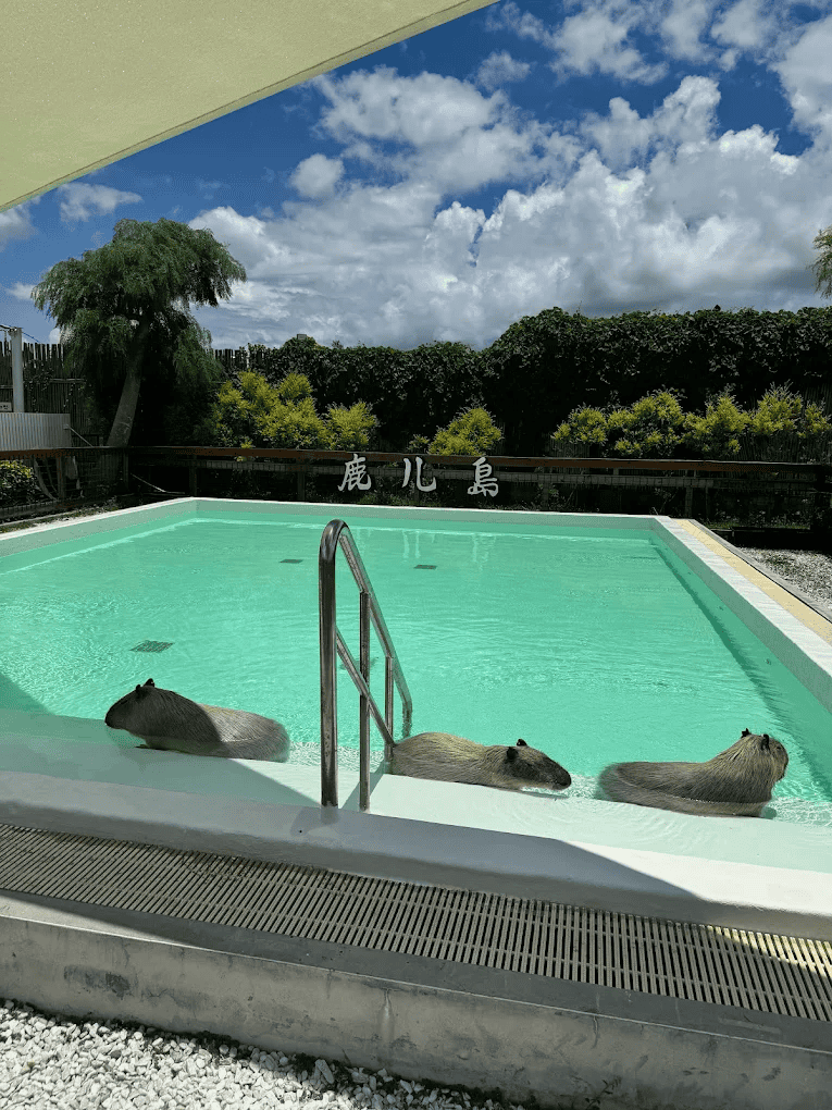 圖片來源：鹿ㄦ島Paradise of capybara | Pingtung