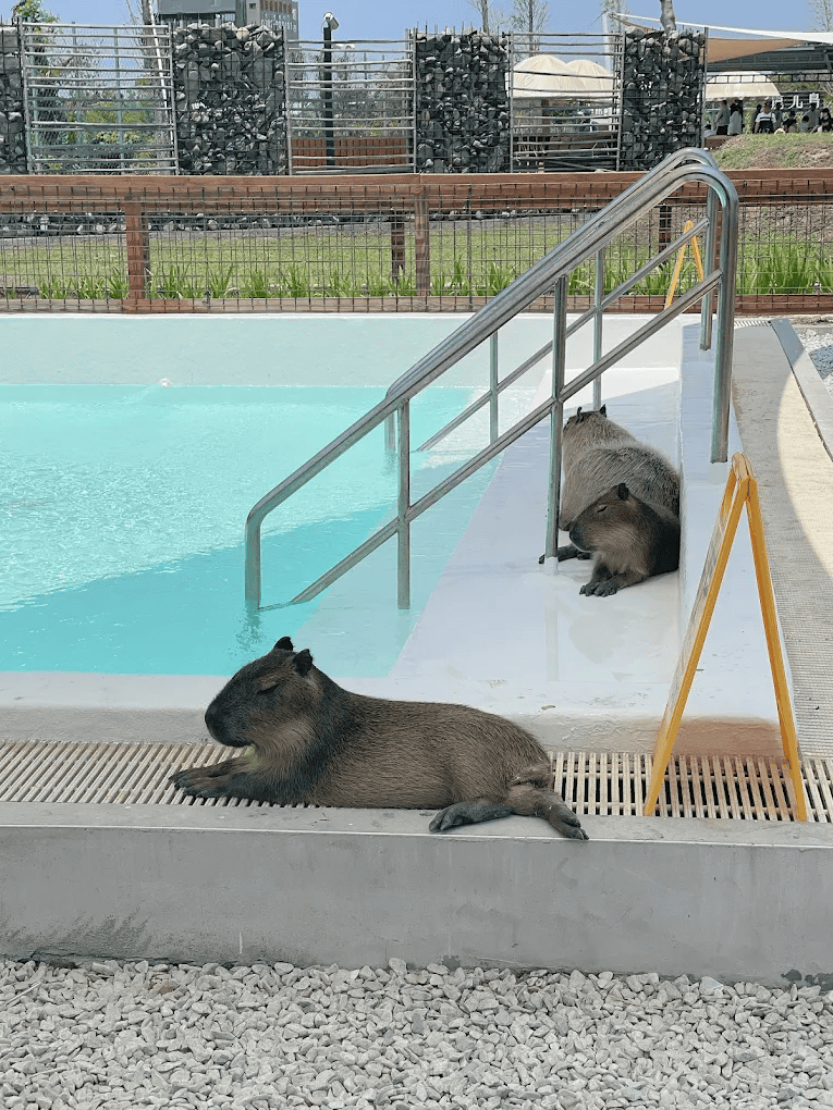 圖片來源：鹿ㄦ島Paradise of capybara | Pingtung