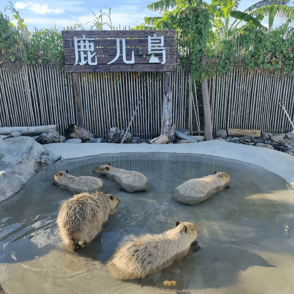 圖片來源：鹿ㄦ島Paradise of capybara | Pingtung