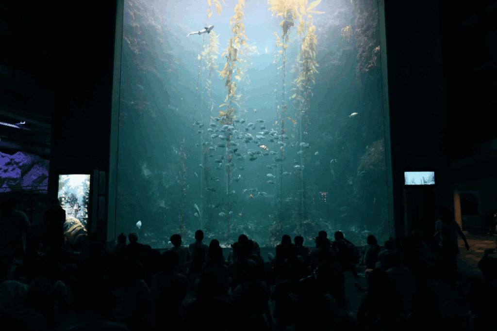 圖片來源：屏東海生物館